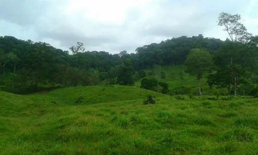 Finca de 63 hectáreas en zona piñera y ganadera — Pital, San Carlos