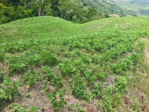Finca de 7.56 hectáreas por solo ₡25 millones